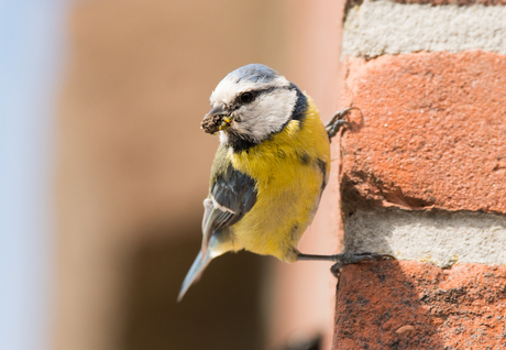 Pimpelmees met eten voor de kleintjes