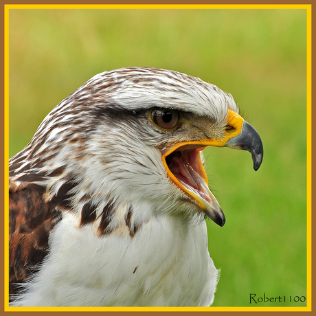 Koningsbuizerd