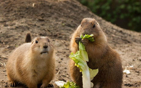 Prairiehondjes