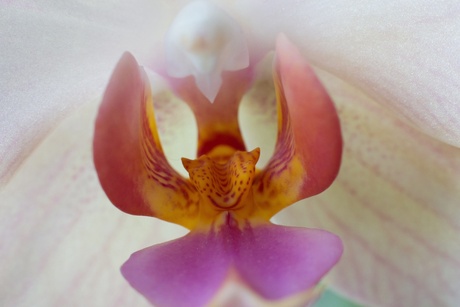 Orchidee