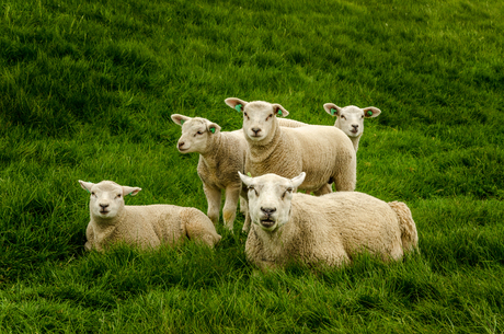Sheeps on Ameland-6532