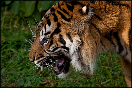 Sumatraanse Tijger 2