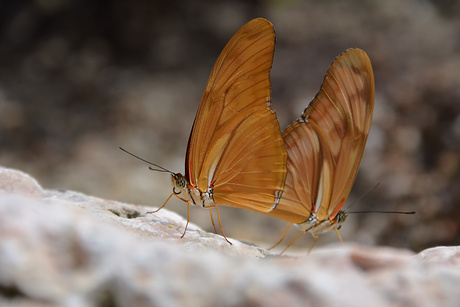 Butterfly love.