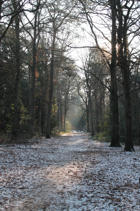 2012-02 Bos bij Emmen