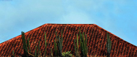 Cactus Plantation on Roof.jpg