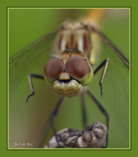 happy insect