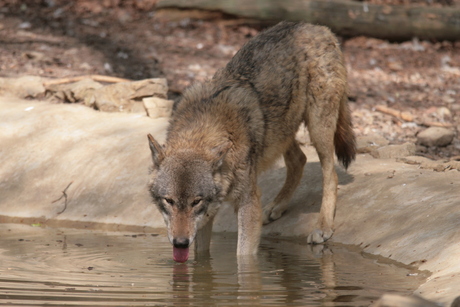 Thirsty Wolf