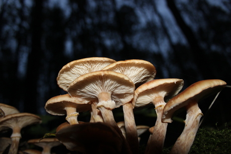 Paddenstoelen