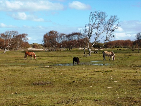 schiermonnikoog