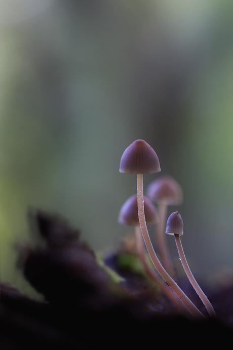 Paddenstoelen Zoomdag