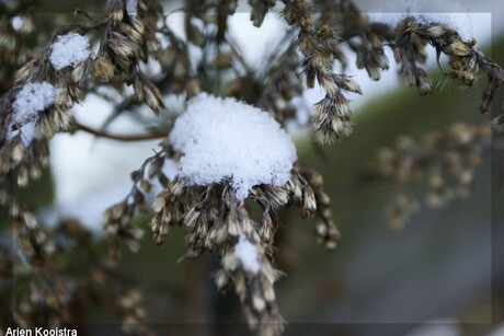 Sneeuw op een blad!