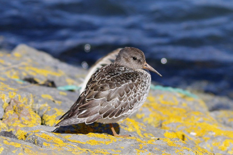 Paarse strandloper