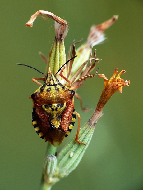 Carpocoris mediterraneus