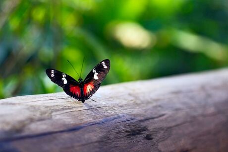 Butterfly on log