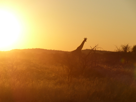 Eenzame giraf in Namibië