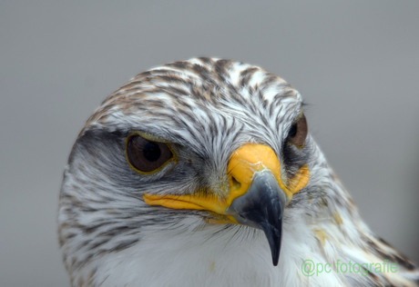 Koningsbuizerd