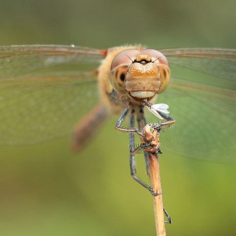 Libel verorbert insect