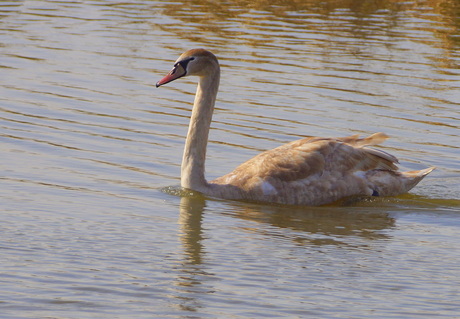 Jonge Zwaan