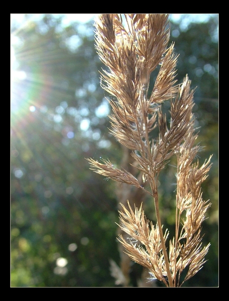 Zonne(n)stralen