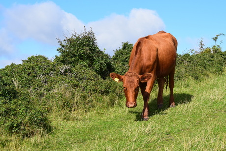 Koe in het wild