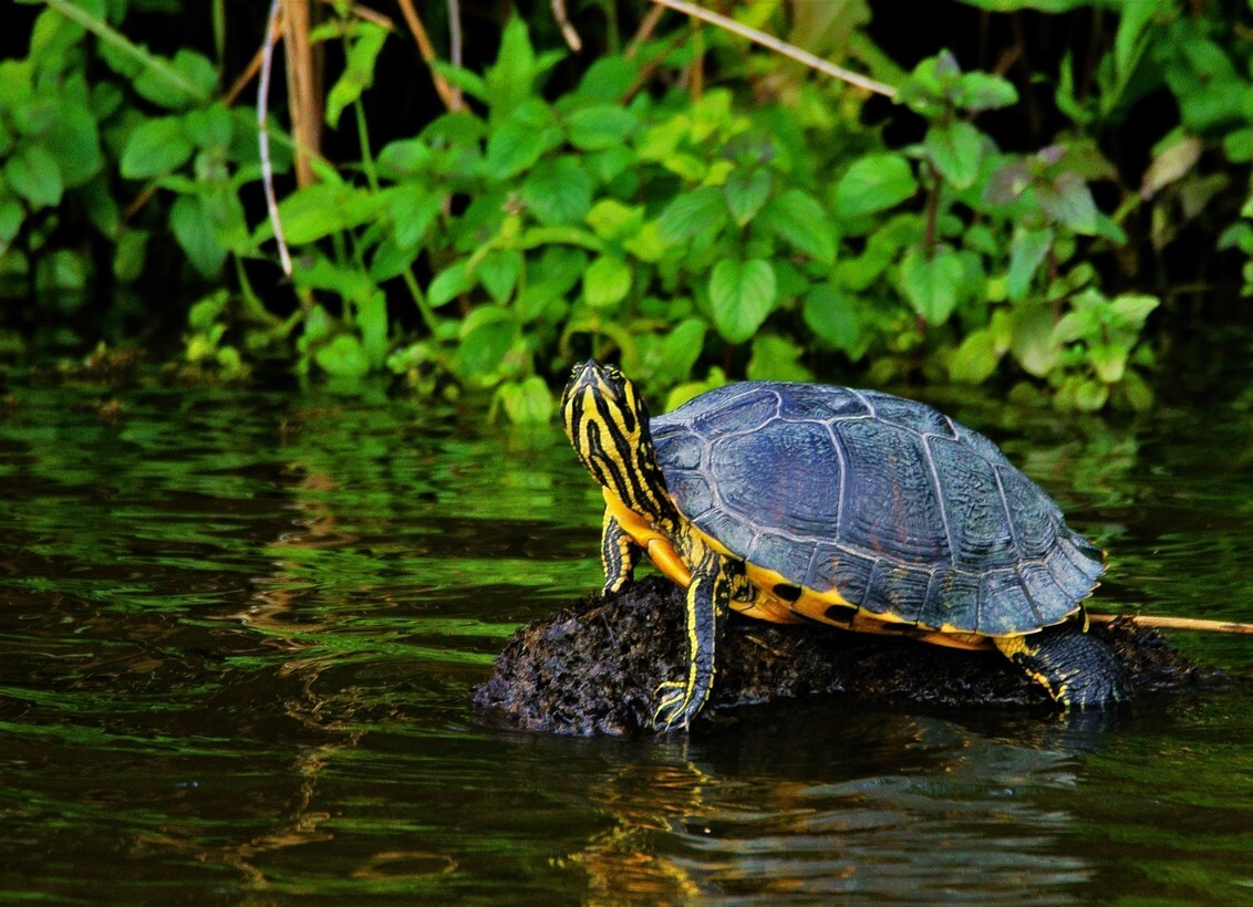 Geelbuikschildpad (Trachemys scripta scripta) - Hoog Sammy kijk omhoog Sammy.... - foto door 350 op 04-09-2020 - deze foto bevat: water, natuur, schildpad