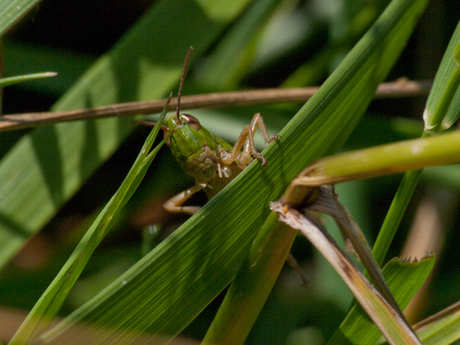 Grashopper