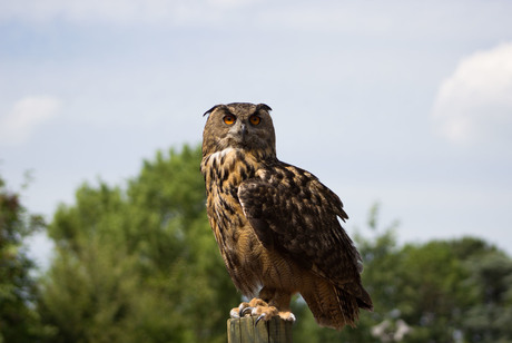 Uil Avifauna