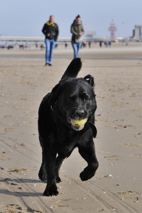 Met de bal naar het strand