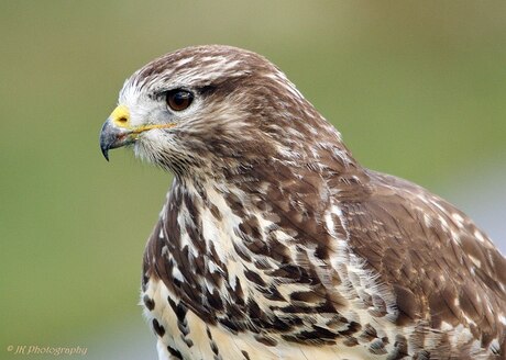 Buizerd