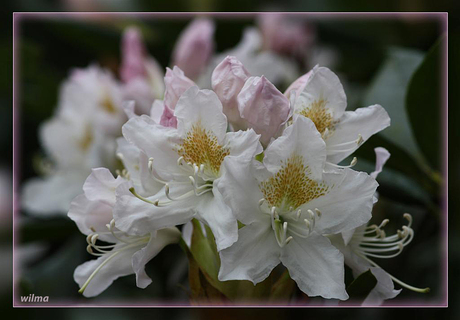 rhododendron