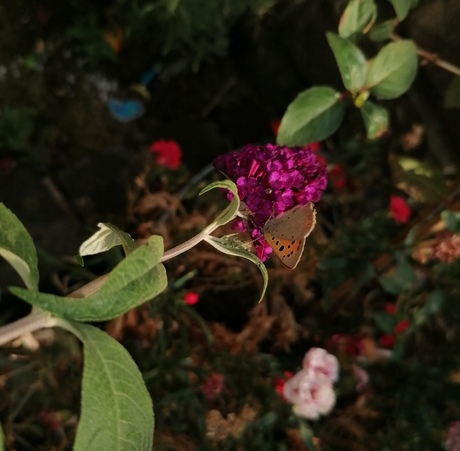 een vlinder op een vlinderstruik