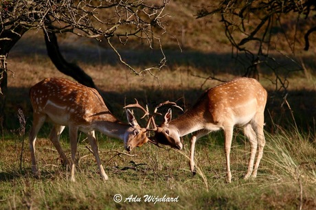 Herten AWD