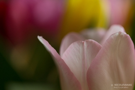 Kleurrijke tulpen.