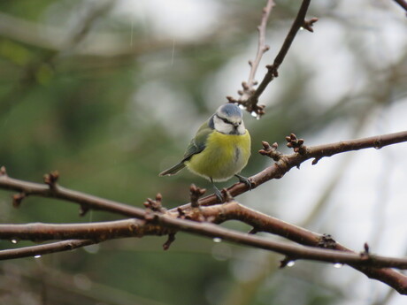 Pimpelmees in de regen