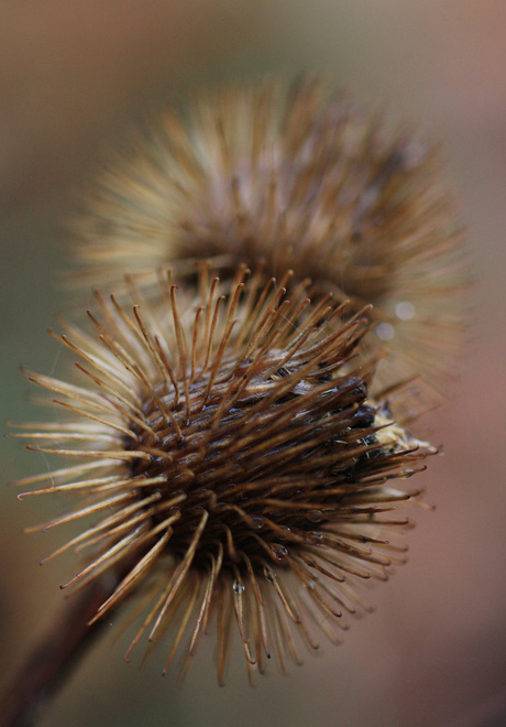 Distels in de herfst