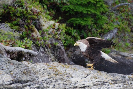 bald eagle