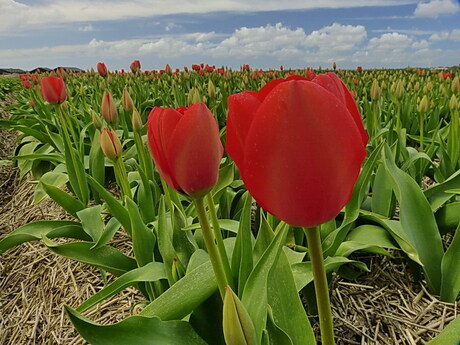 Tulpentijd.