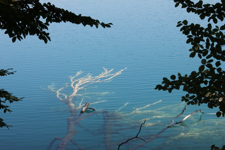 Underwater Trees
