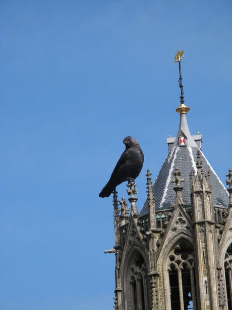 Bigbird op de Dom