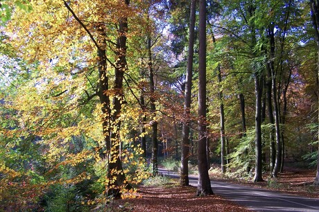 herfst kleur