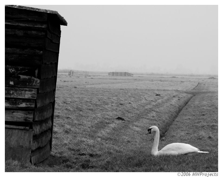 Broek in waterland