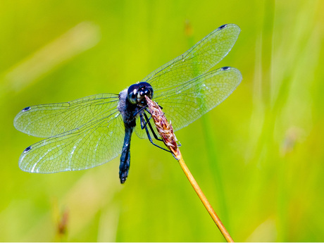 zwarte heide libelle - sympetrum danae