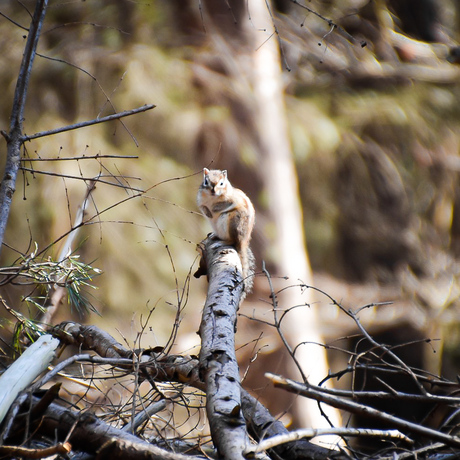 Hi little one! Eekhoorns spotten