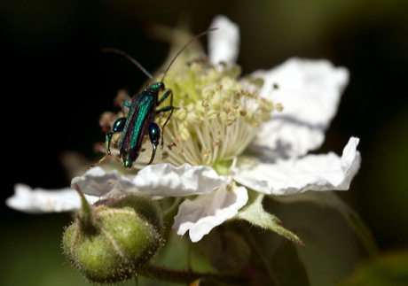 insect op bramenbloesem