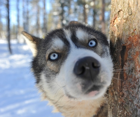 Husky