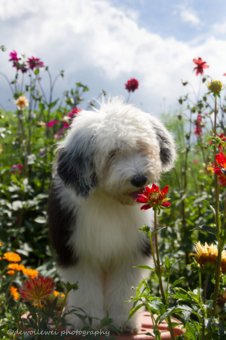 flower girl