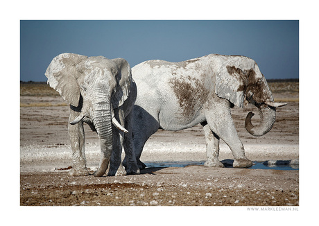 Olifanten in Etosha (Namibië)