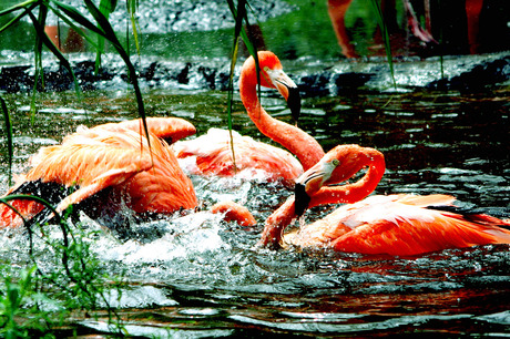 Bathing Flamingo's