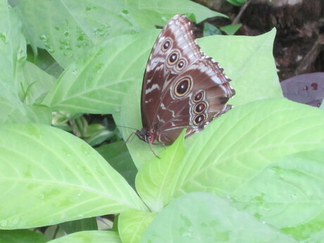 Blijdorp Amazonica