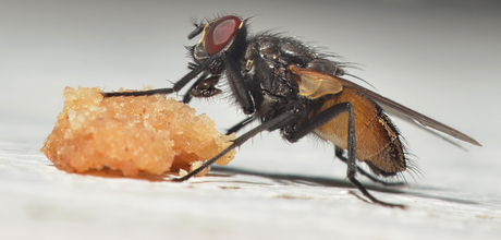 Fly eats cookie